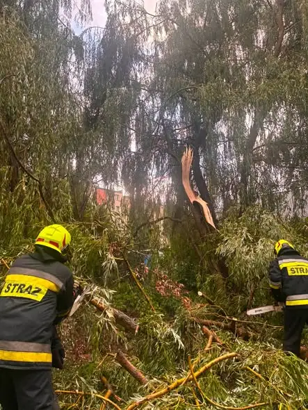 Strażacy z Gorzyc usuwali powalone drzewo przy ul. Zakole