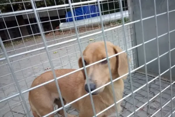 Pies znaleziony w lesie między Dymitrowem Dużym a Baranowem Sandomierskim – szukamy właściciela